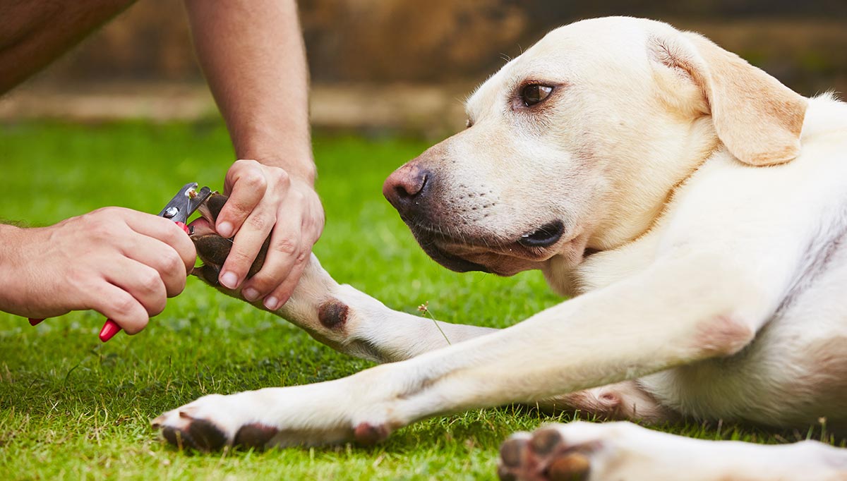 Dog Nail Clippers