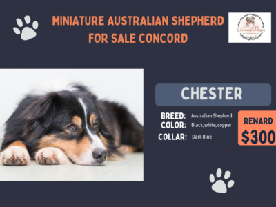 Miniature Australian Shepherd For Sale Concord