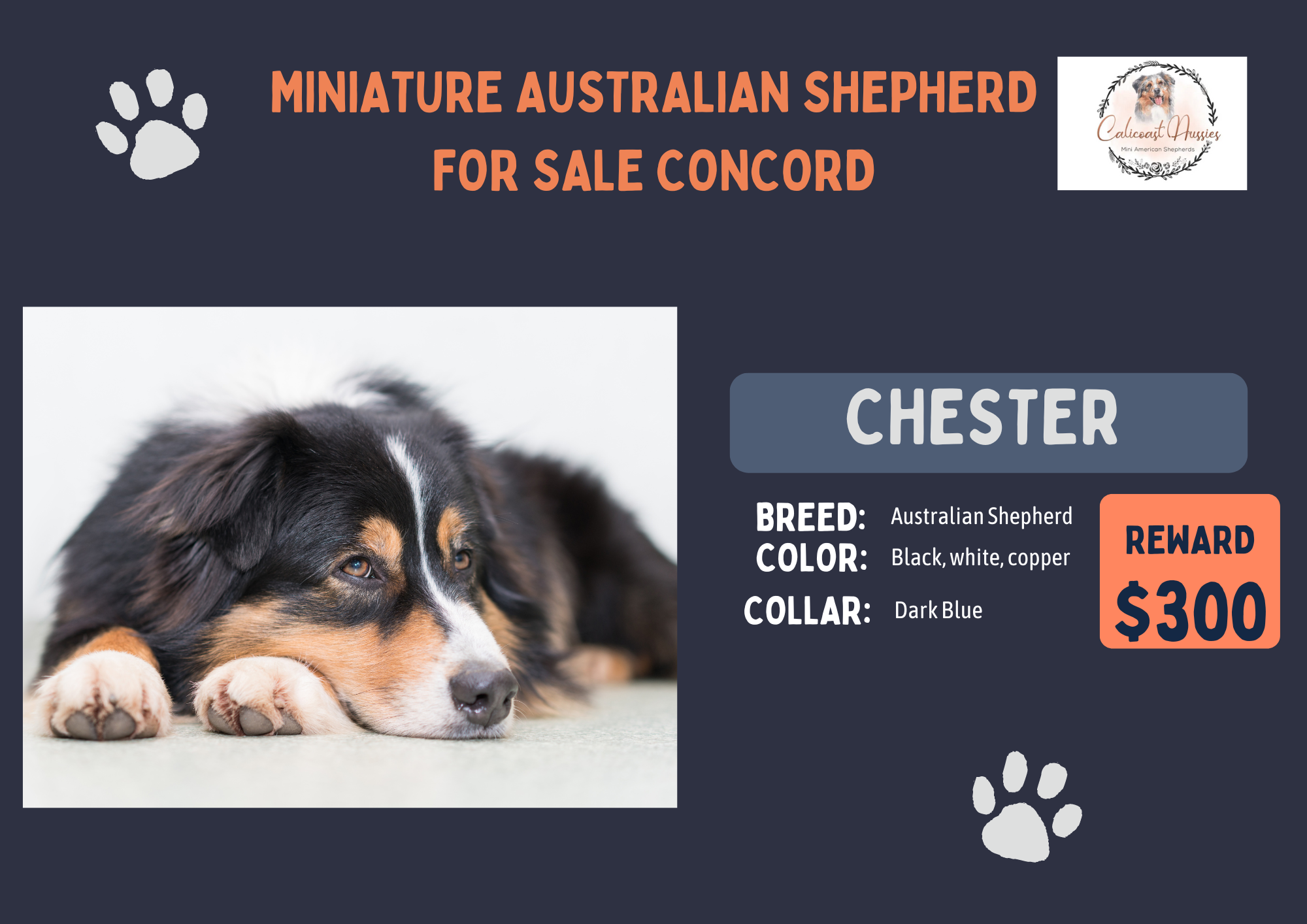 Miniature Australian Shepherd For Sale Concord