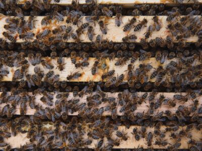 Honey Bee Relocation Services