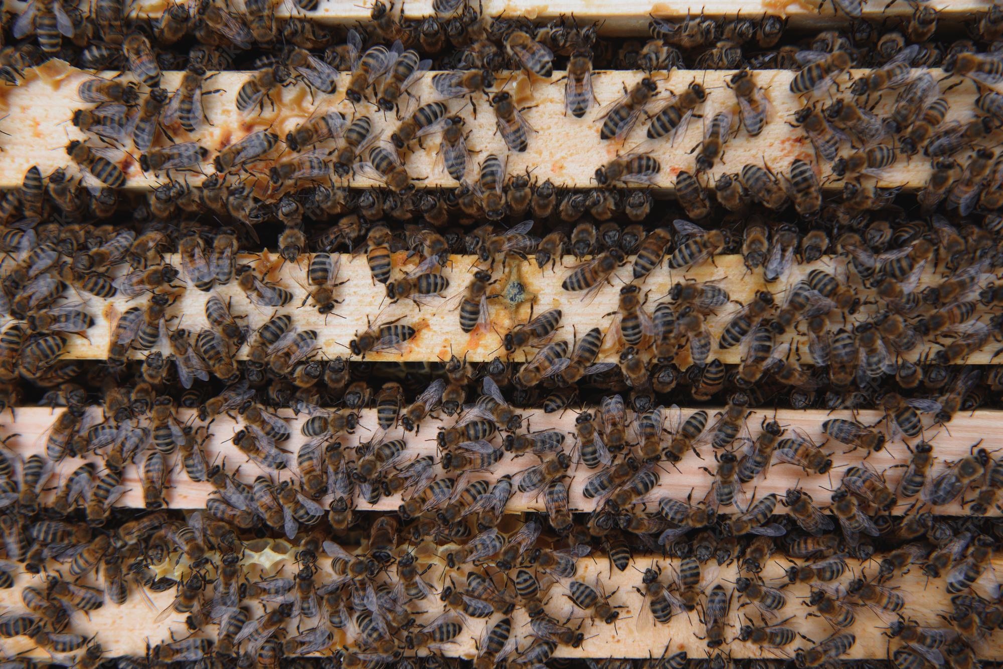 Honey Bee Relocation Services